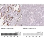 Merck Anti-NFE2L3 antibody produced in rabbit