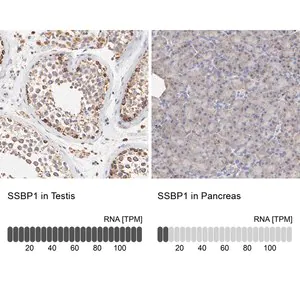 Merck Anti-SSBP1 antibody produced in rabbit
