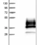 Merck Anti-SCN4B antibody produced in rabbit