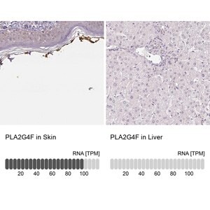 Merck Anti-PLA2G4F antibody produced in rabbit