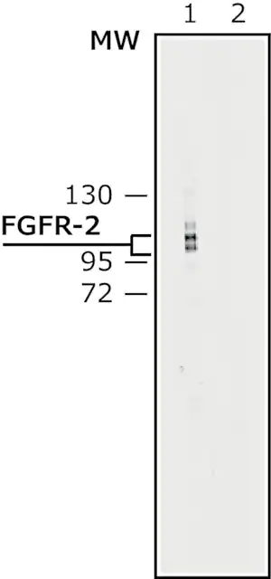 Merck Anti-Fibroblast Growth Factor Receptor-2, Cytoplasmic antibody produced in rabbit