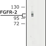 Merck Anti-Fibroblast Growth Factor Receptor-2, Cytoplasmic antibody produced in rabbit
