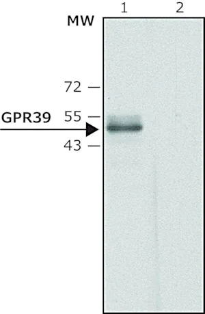 Merck Anti-GPR39 (C-terminal region) antibody produced in rabbit