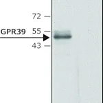Merck Anti-GPR39 (C-terminal region) antibody produced in rabbit