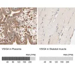 Merck Anti-VSIG4 antibody produced in rabbit