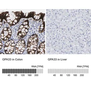Merck Anti-GPA33 antibody produced in rabbit