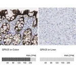Merck Anti-GPA33 antibody produced in rabbit
