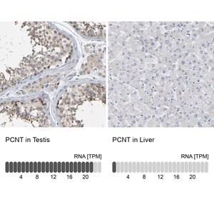 Merck Anti-PCNT antibody produced in rabbit