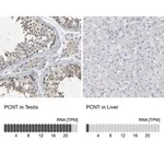 Merck Anti-PCNT antibody produced in rabbit