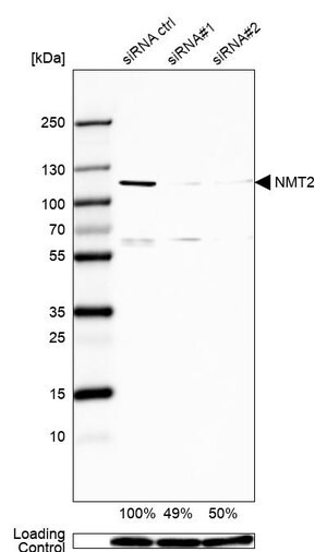 Merck Anti-NMT2 antibody produced in rabbit