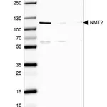 Merck Anti-NMT2 antibody produced in rabbit