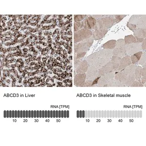 Merck Anti-ABCD3 antibody produced in rabbit