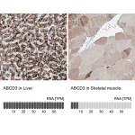 Merck Anti-ABCD3 antibody produced in rabbit