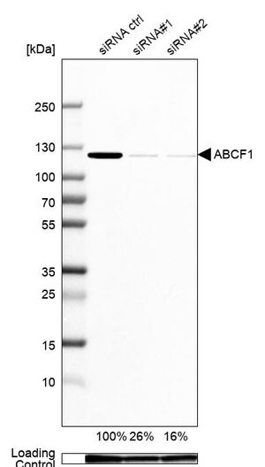 Merck Anti-ABCF1 antibody produced in rabbit