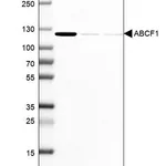 Merck Anti-ABCF1 antibody produced in rabbit