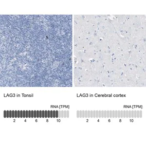 Merck Anti-LAG3 antibody produced in rabbit