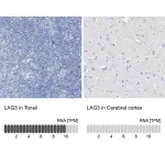 Merck Anti-LAG3 antibody produced in rabbit