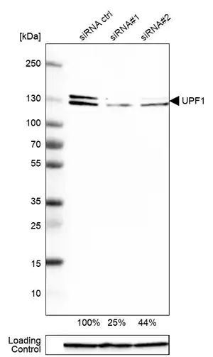 Merck Anti-UPF1 antibody produced in rabbit