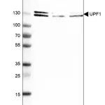 Merck Anti-UPF1 antibody produced in rabbit