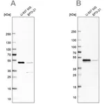 Merck Anti-RCC1 antibody produced in rabbit