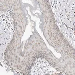 Merck Anti-KDF1 antibody produced in rabbit