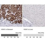 Merck Anti-VSIG1 antibody produced in rabbit