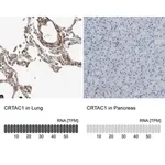 Merck Anti-CRTAC1 antibody produced in rabbit