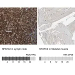 Merck Anti-NFATC2 antibody produced in rabbit