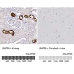 Merck Anti-UMOD antibody produced in rabbit