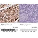 Merck Anti-PAM antibody produced in rabbit