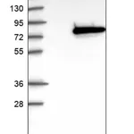 Merck Anti-NRBP1 antibody produced in rabbit