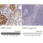 Merck Anti-DPEP1 antibody produced in rabbit