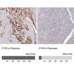 Merck Anti-F11R antibody produced in rabbit