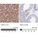 Merck Anti-GCDH antibody produced in rabbit