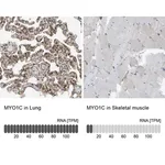 Merck Anti-MYO1C antibody produced in rabbit