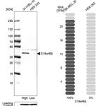 Merck Anti-C19orf66 antibody produced in rabbit