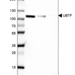 Merck Anti-UBTF antibody produced in rabbit