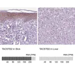 Merck Anti-TACSTD2 antibody produced in rabbit