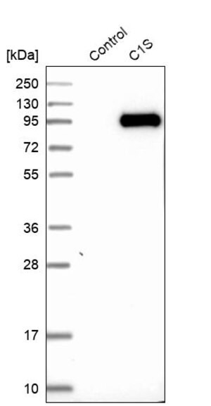 Merck Anti-C1S antibody produced in rabbit