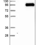 Merck Anti-C1S antibody produced in rabbit
