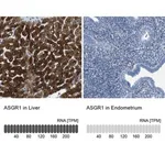 Merck Anti-ASGR1 antibody produced in rabbit