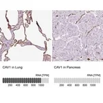 Merck Anti-CAV1 antibody produced in rabbit