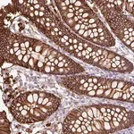 Merck Anti-TSPAN8 antibody produced in rabbit