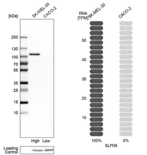 Merck Anti-SLFN5 antibody produced in rabbit
