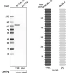Merck Anti-SLFN5 antibody produced in rabbit