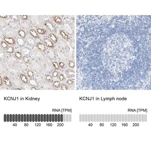 Merck Anti-KCNJ1 antibody produced in rabbit