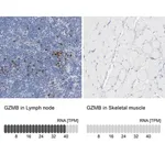 Merck Anti-GZMB antibody produced in rabbit