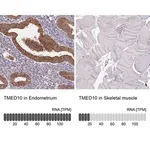 Merck Anti-TMED10 antibody produced in rabbit