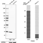 Merck Anti-PDE6D antibody produced in rabbit