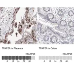 Merck Anti-TFAP2A antibody produced in rabbit